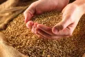 Трипуновски: Агенцијата за стокови резерви ќе набави 15 илјади тони пченица исклучиво од македонско производство