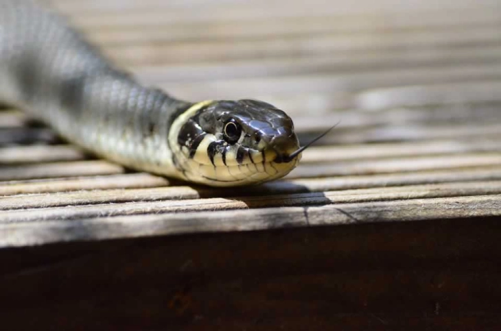 I kafshuari i tretë nga gjarpri në rajonin e Velesit brenda 10 ditëve