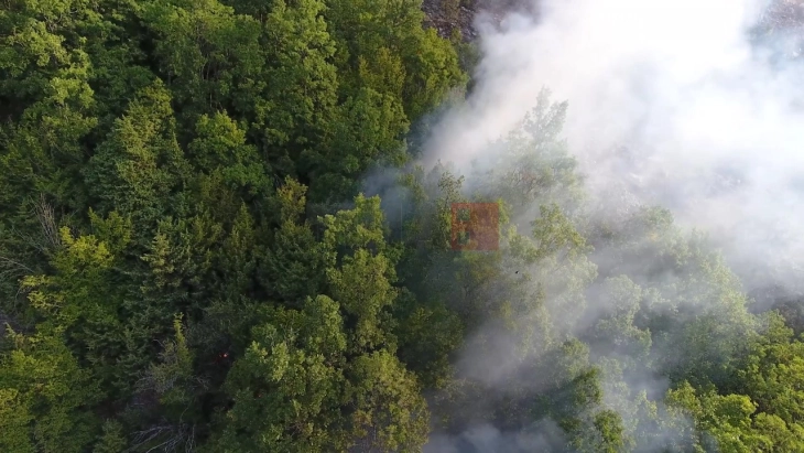Гори нискостеблеста шума меѓу селата Дреново и Долно Јаболчиште во општина Чашка