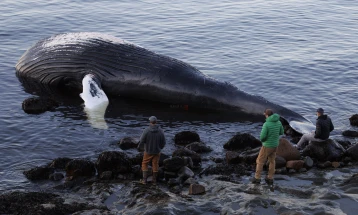 На брегот на Нов Зеланд пронајден угинат кит од најреткиот вид