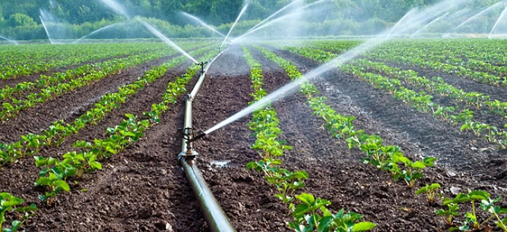 Високите температури ризик за земјоделството, максимално да се активират системите за наводнување