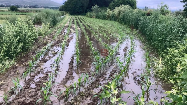 Штетите во земјоделството од минатогодишното невреме во Кочанско проценети на 10,3 милиони денари