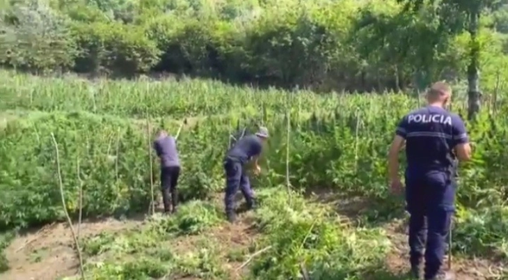 Албанската полиција само во округот Скадар годинава уништила над 224 илјади стебла марихуана, денеска над 10 илјади