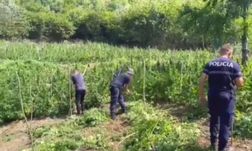 Албанската полиција само во округот Скадар годинава уништила над 224 илјади стебла марихуана, денеска над 10 илјади