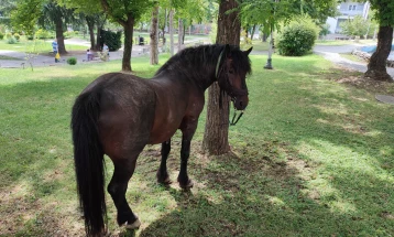 Украдени коњи од Илинденски марш пронајдени во Кавадарци