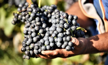 МЗШВ: Земјоделски Институт – Скопје ќе ја пресметува производната цена за двете најзастапени сорти на винско грозје
