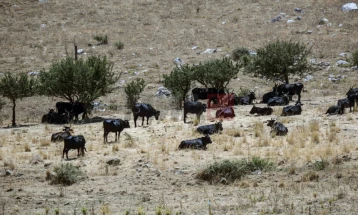 Сицилија се бори со невидена суша: Сточарите принудени да ги убиваат животните
