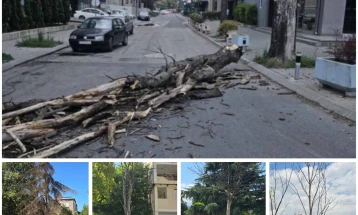 ЛДП: За да спречат несреќи, итно да се започне со сечење на сувите дрвја во Скопје, и да се заменат со нови