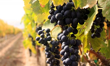 Mickoski: Record-breaking purchasing price for winegrowers