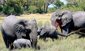 Zimbabve do të therë 200 elefantë për t'i ushqyer qytetarët e saj