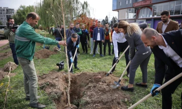 Во Тетово засадени 146 стебла бела бреза, соработка на Општината и УНОПС