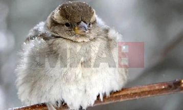 Nga nesër temperaturat më të ulëta prej pesë deri në 7 gradë