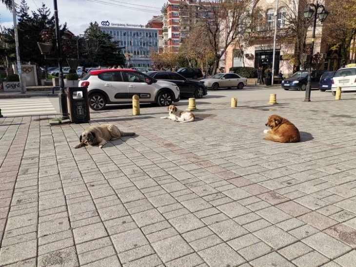 Ветеринарите од Куманово повикаа сопствениците на миленици да се однесуваат одговорно