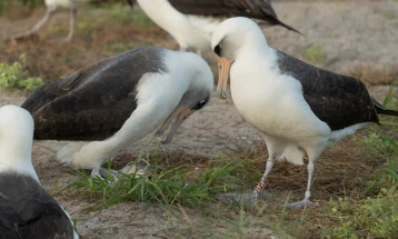 Wisdom, world's oldest wild bird, finds partner at age 74