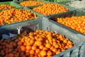 Shqipëria shkatërroi mbi 60 ton mandarina të kthyera nga vendet anëtare të BE-së, për shkak të nivelit të lartë të pesticideve