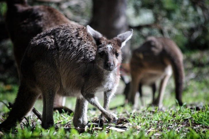 Një australian u arrestua pasi u gjetën gjithsej 100 kangurë të vdekur