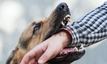 Një i mitur ka përfunduar me lëndime pasi bashkë me një shok ka hyrë në një oborr në Studeniçan dhe ka zgjidhur qenin që i ka sulmuar