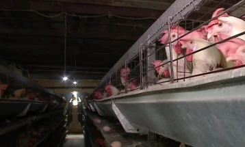 Po përhapet gripi i shpendëve në Shqipëri, janë shkatërruar 68 mijë pula