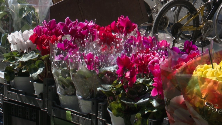 За празник увезено, скапо цвеќе, за уредување градини има домашни расадници