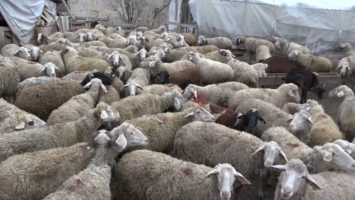 Сточарите од Пелагониско незадоволни од откупните цени на јагнето, бараат укинување на мерката „50 проценти“