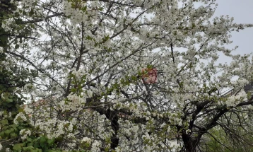 Rënia e paralajmëruar e temperaturave mund të kërcënojë kulturat bujqësore, veçanërisht frutat