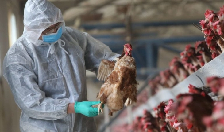 Child in Mexico diagnosed with country's first case of bird flu