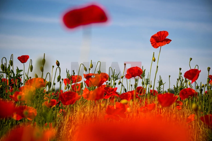 Совети за долготрајна свежина на цвеќето