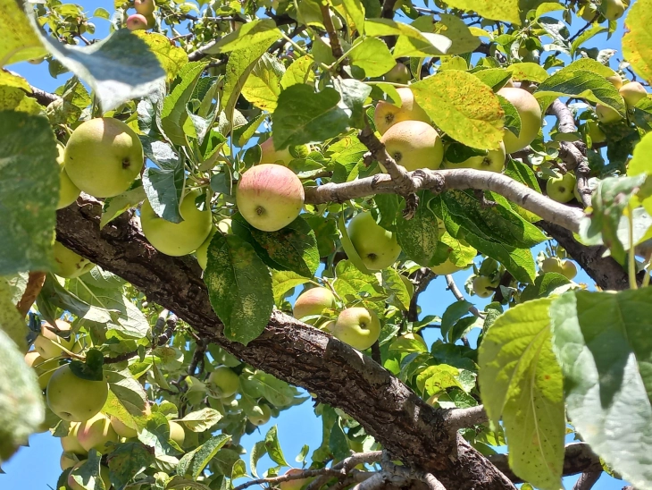 Снегот и ниската температура 90 отсто ќе ги оштетат јаболката во Преспа