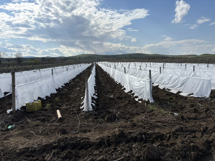 Лозари од Курија ги покрија лозите за да ги заштитат од пролетни ниски утрински температури 