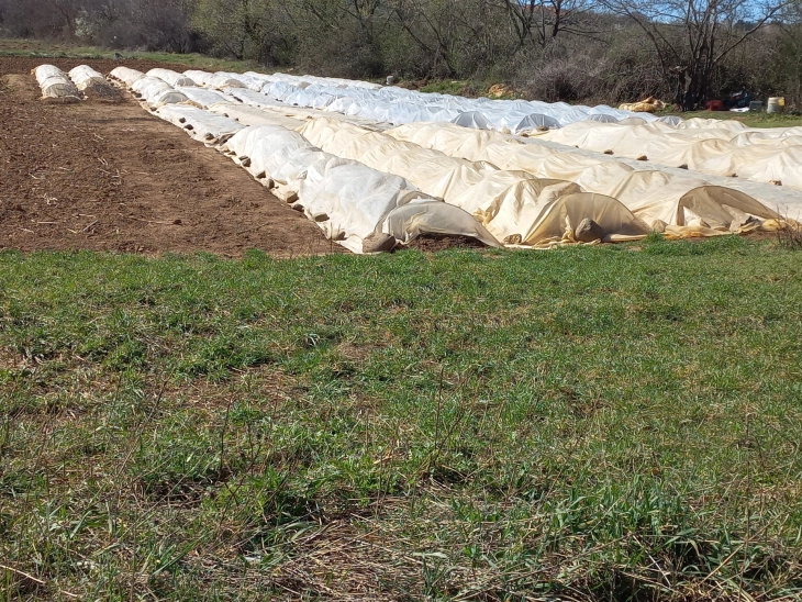 Општина Битола ќе ги обесштети земјоделците чии парцели се оштетени од ниските температури