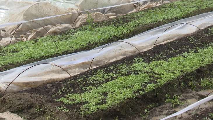 Зголемен е интересот за тутунопроизводство, на пазарот се бара македонскиот ароматичен тутун