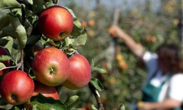 Në shportën konsumatore do të përfshihen të gjitha llojet e pemëve dhe perimeve të cilat prodhohen në vend, por sezonale, varësisht se kur piqen