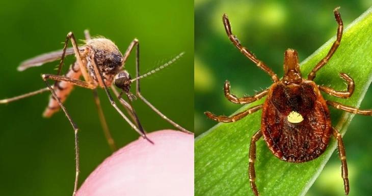 Куманово почнува со дезинсекција