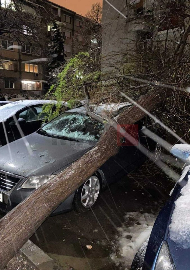 QMK: Një pemë e rrëzuar dëmtoi tri automobila dhe këputi kabllot nga shtyllat në një restoran në Shkup