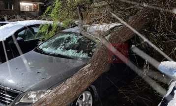 QMK: Një pemë e rrëzuar dëmtoi tri automobila dhe këputi kabllot nga shtyllat në një restoran në Shkup