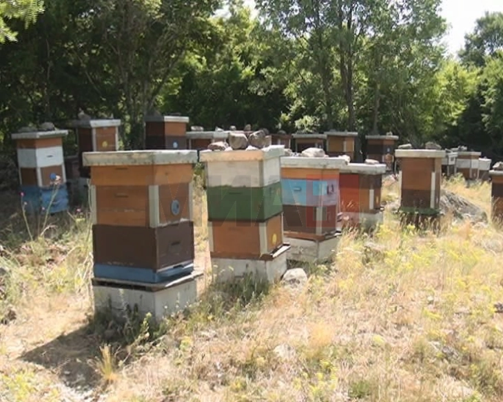 Пчеларите да ја пријавата состојбата на пчелните семејства за да можат да аплицираат за субвенции