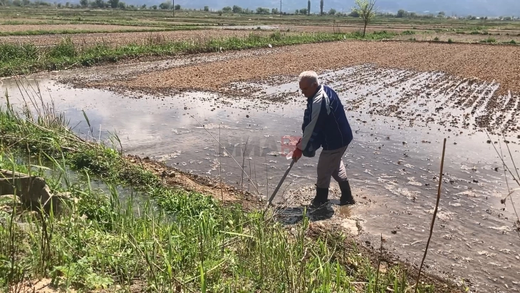 Почна наводнителната сезона на оризовите полиња во Кочанско