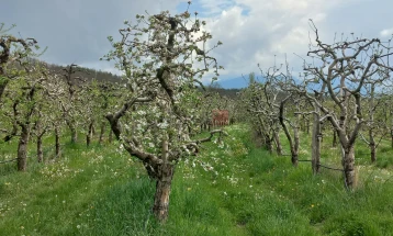 Во Ресен поднесени 2.355 барања за обесштетување на насади со јаболка