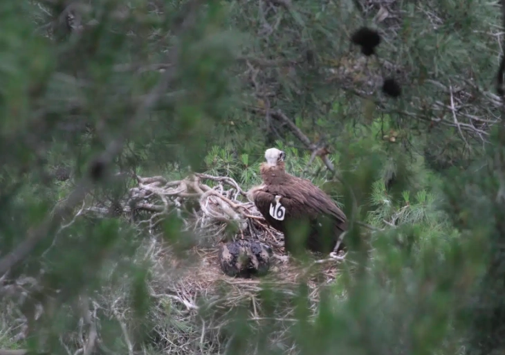 Во грчкиот парк Дадиа регистриран рекорден број гнезда на загрозениот црн мршојадец