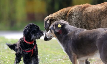 Турскиот Уставен суд го отфрли барањето за поништување на контроверзниот закон за бездомни животни