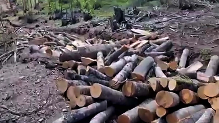 Акциска контрола на Регионалниот центар за гранични работи Запад, пронајдени над 200 метри кубни бесправно исечено огревно дрво