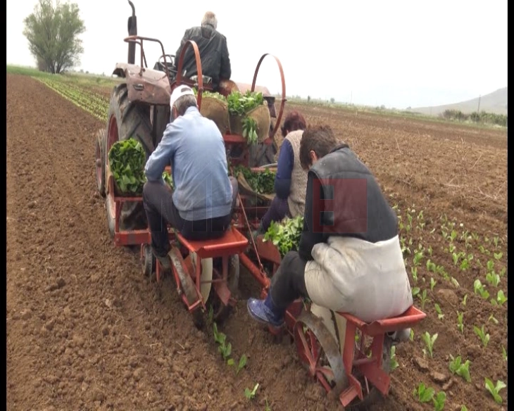 Почна садењето на тутунот во Прилепско, се очекува зголемено производство за 15 проценти