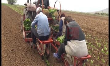 Почна садењето на тутунот во Прилепско, се очекува зголемено производство за 15 проценти