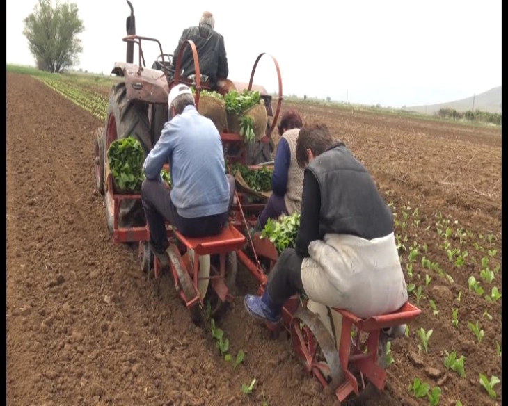 Ka filluar mbjellja e duhanit në rrethinën e Prilepit, pritet prodhim i rritur për 15 për qind