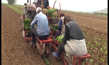 Ka filluar mbjellja e duhanit në rrethinën e Prilepit, pritet prodhim i rritur për 15 për qind