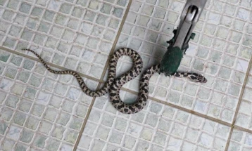 Нема пријави за каснување од змии во кумановско, надлежните апелираат на внимателност