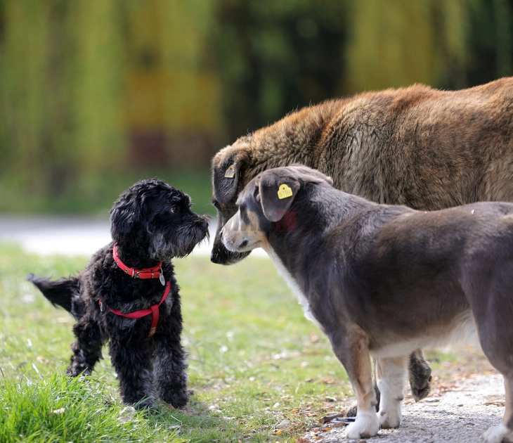 „Вдоми Љубов“ - фестивал посветен на вдомувањето на кучиња и одговорното сопствеништво