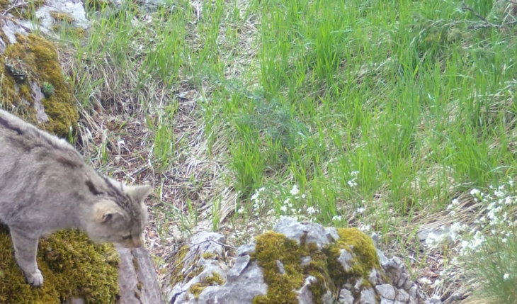 Дива мачка забележана во пештерата Свинска стрна на Галичица