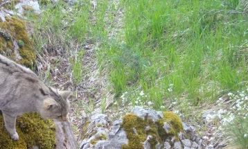 Дива мачка забележана во пештерата Свинска стрна на Галичица