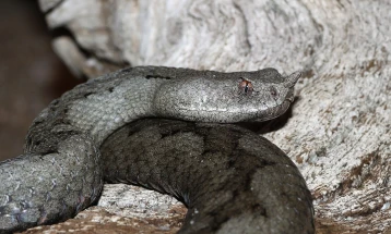 На аеродром во Индија пронајдени 48 отровни змии и пет желки во куфер